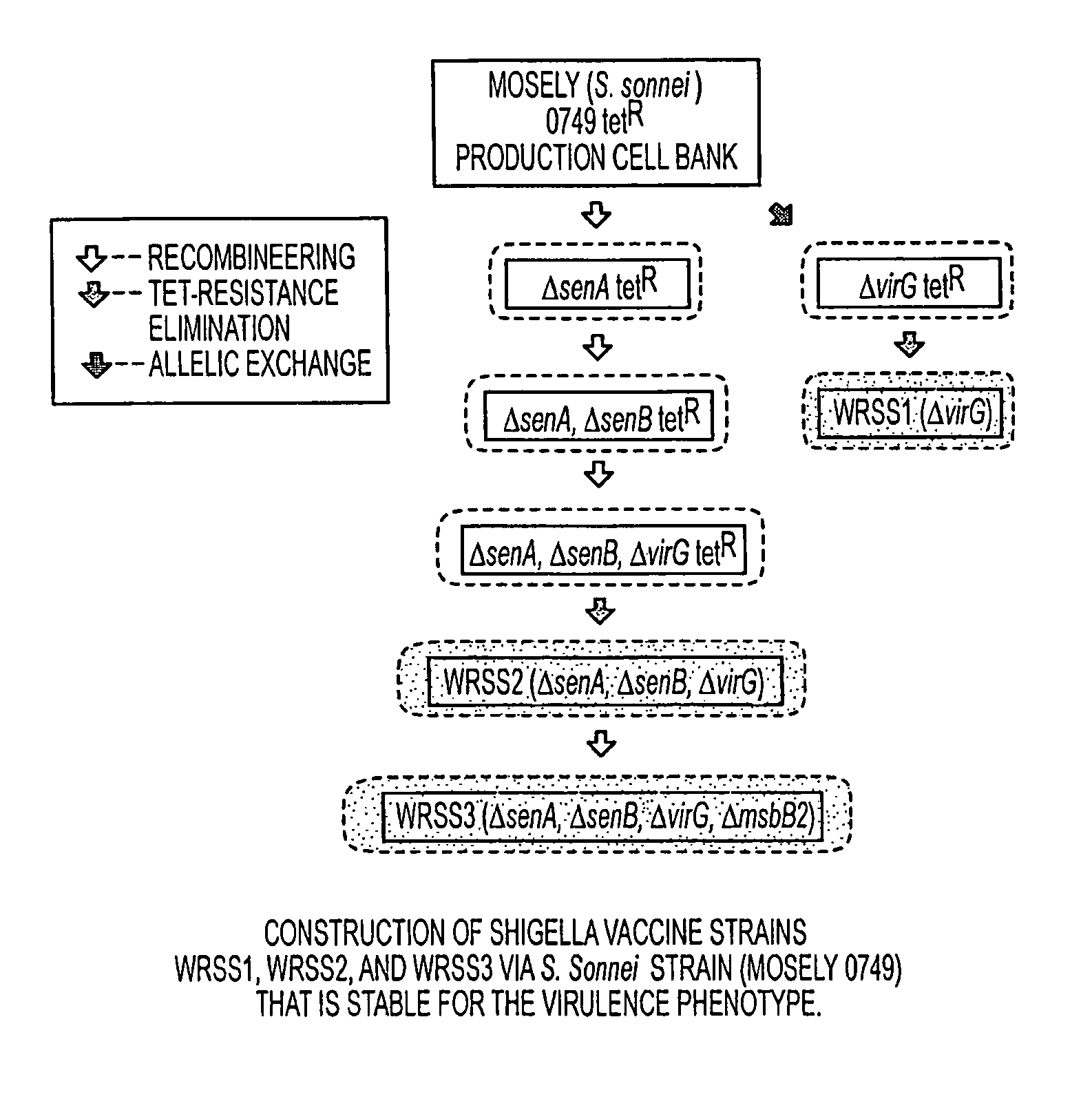 Combinations of gene deletions for live attenuated <i>Shigella </i>vaccine strains