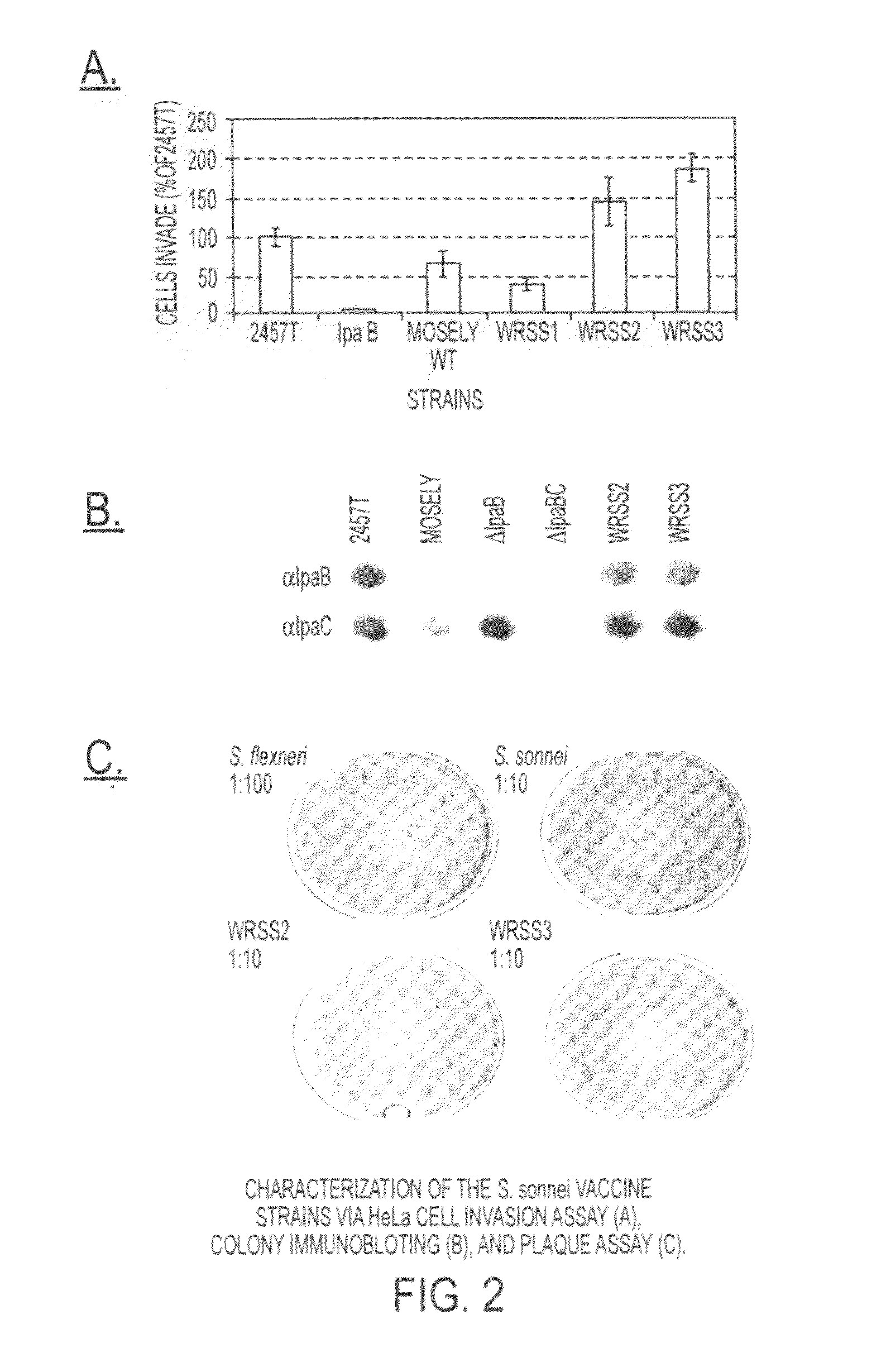 Combinations of gene deletions for live attenuated <i>Shigella </i>vaccine strains