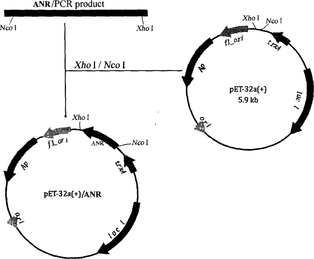 Vitis bellula anthocyanidin reductase gene, protein coded by same and application of vitis bellula anthocyanidin reductase gene