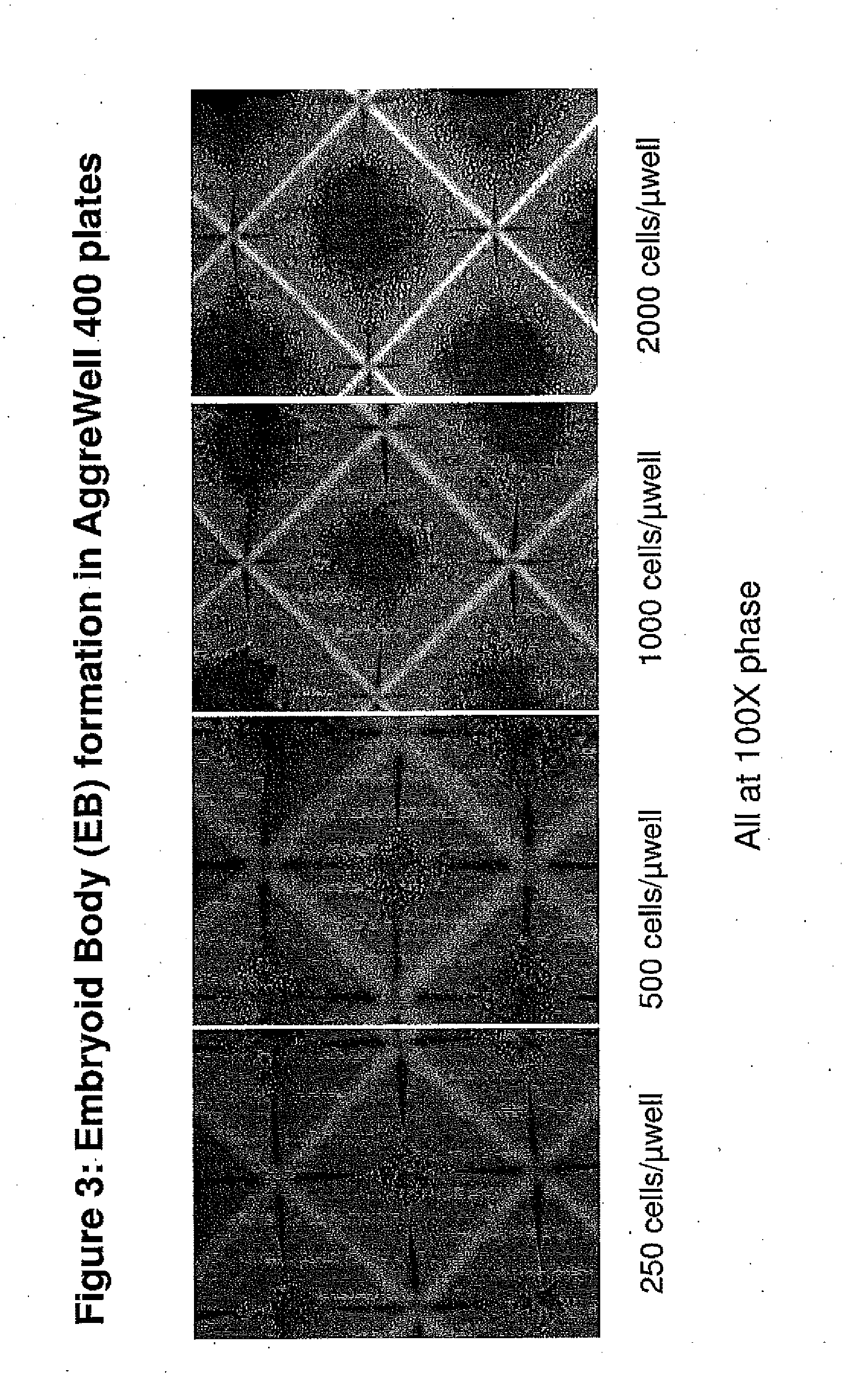 Methods and Compositions for Producing Endothelial Progenitor Cells from Pluripotent Stem Cells