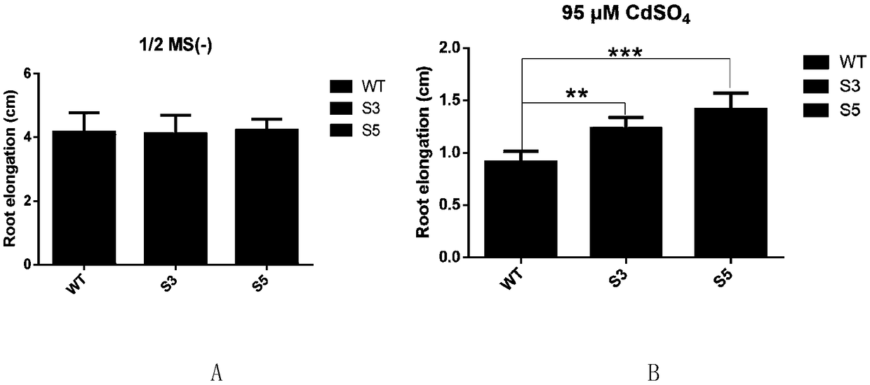 Application of arabidopsis microRNA400 in regulating and controlling cadmium resistance of plants