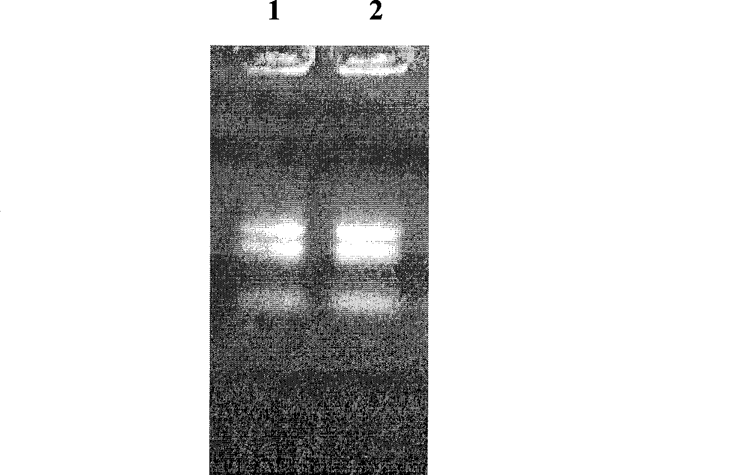 Leymus chinensis fructan hydrolases, and encoding genes and use thereof