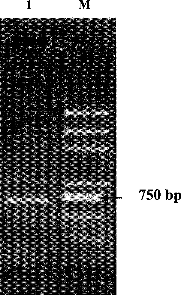 Leymus chinensis fructan hydrolases, and encoding genes and use thereof