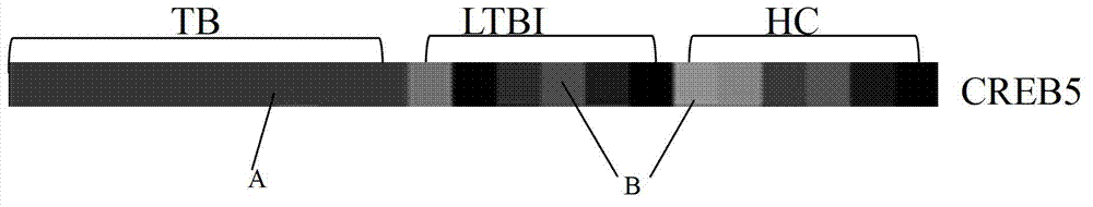 CREB5 gene application