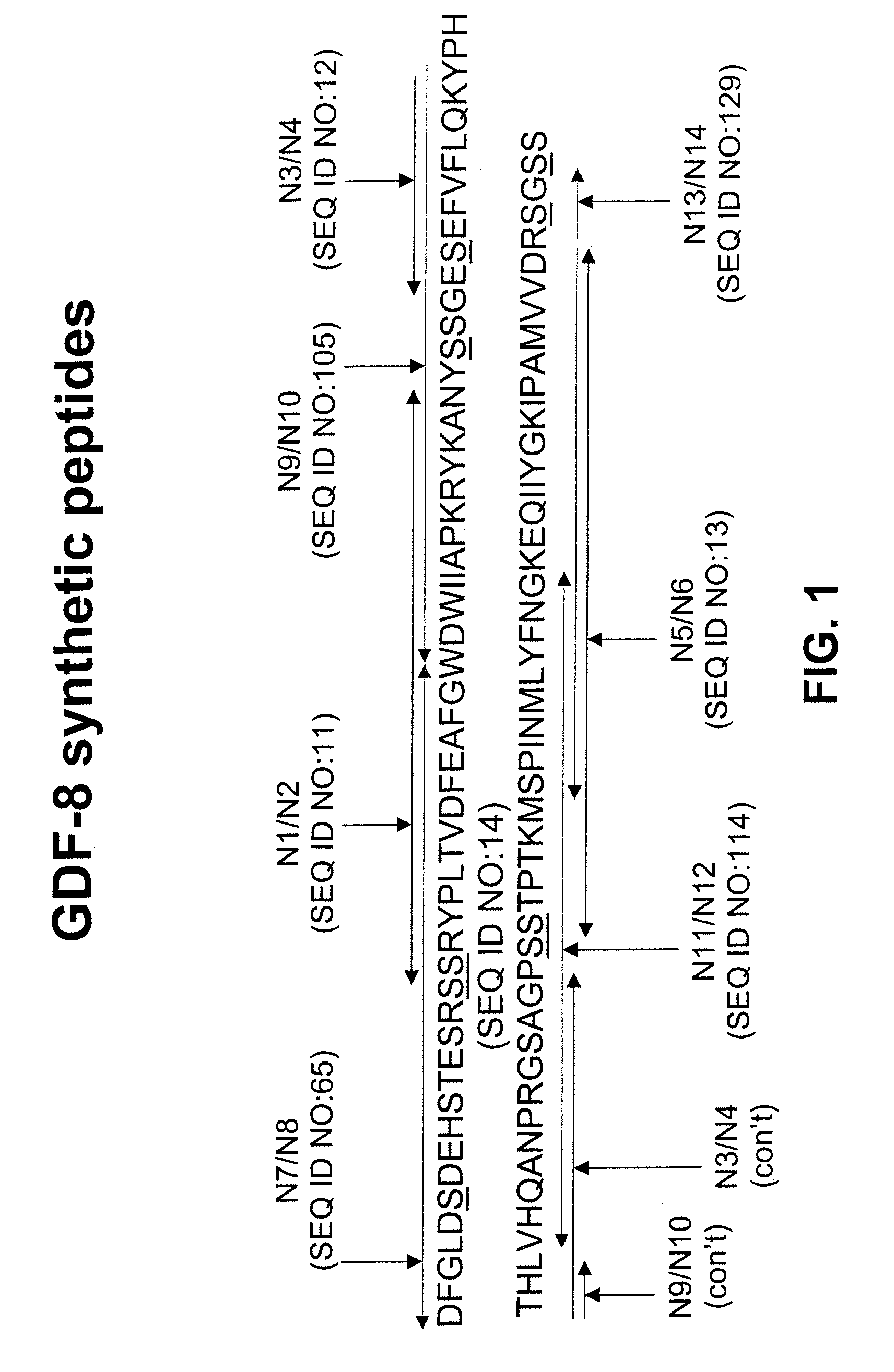 Methods of increasing muscle mass or muscle strength using antibody inhibitors of GDF-8