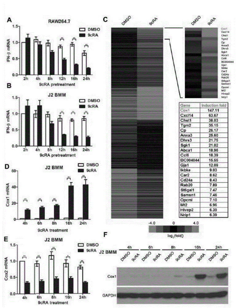 Application of RXR to construction of herpes simplex virus type-1 (HSV-1) tolerant model