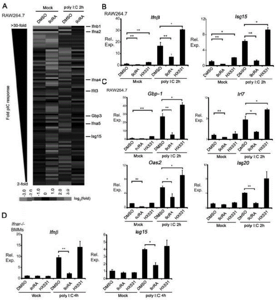 Application of RXR to construction of herpes simplex virus type-1 (HSV-1) tolerant model