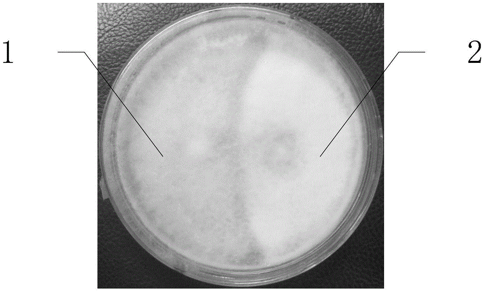 Hypsizygus marmoreus strain and application thereof