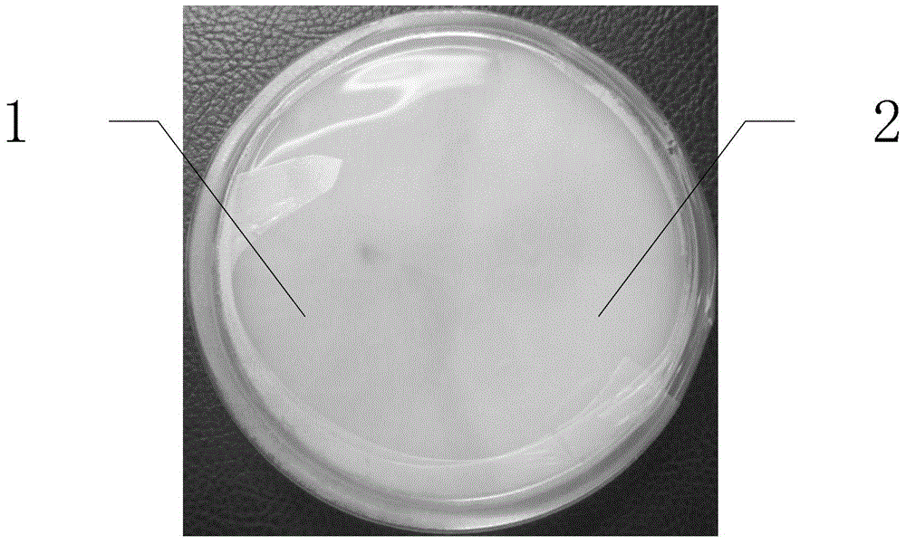 Hypsizygus marmoreus strain and application thereof