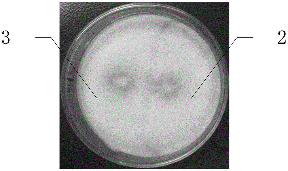 Hypsizygus marmoreus strain and application thereof