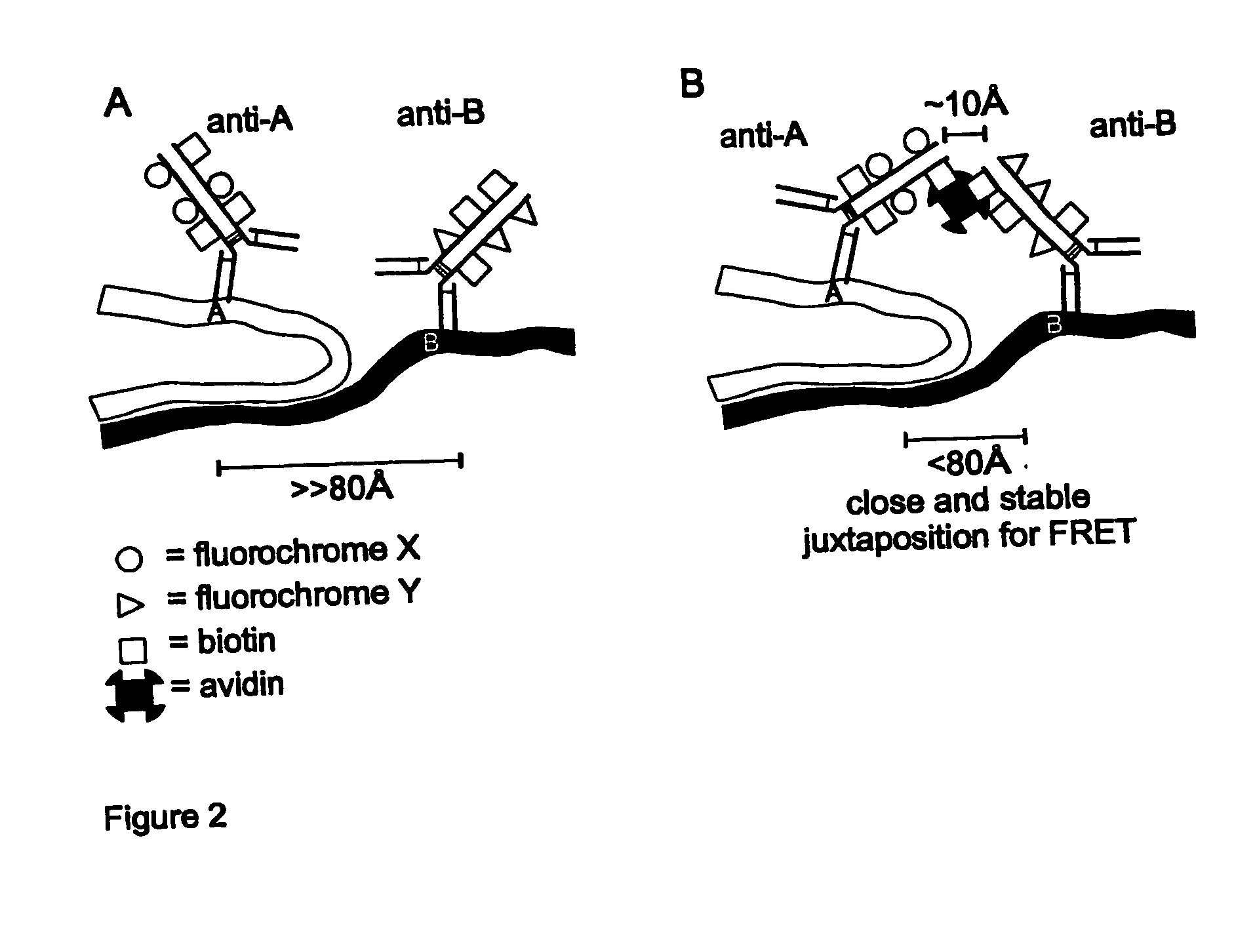 FRET probes and methods for detecting interacting molecules