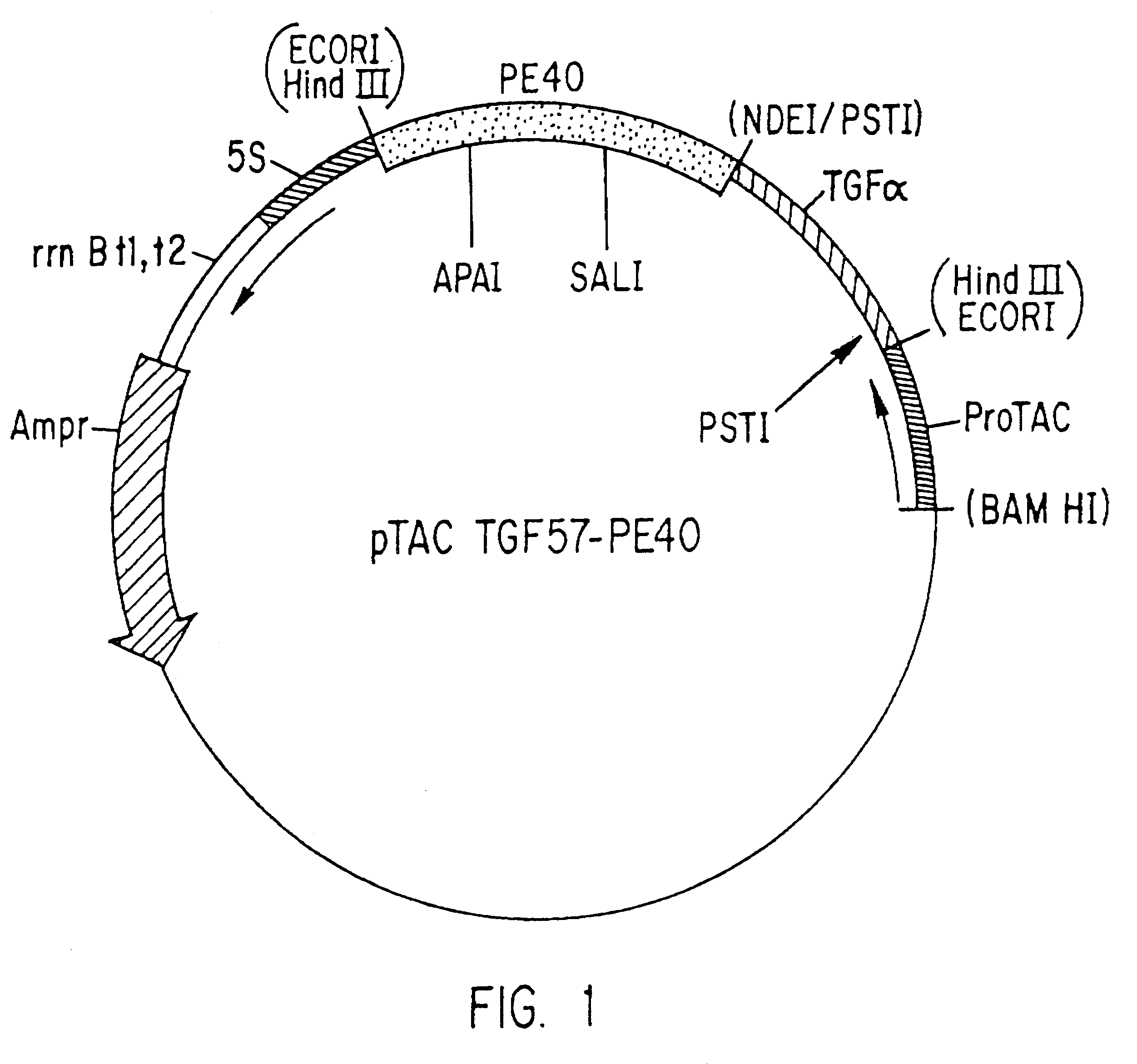 Modified PE40 toxin fusion proteins