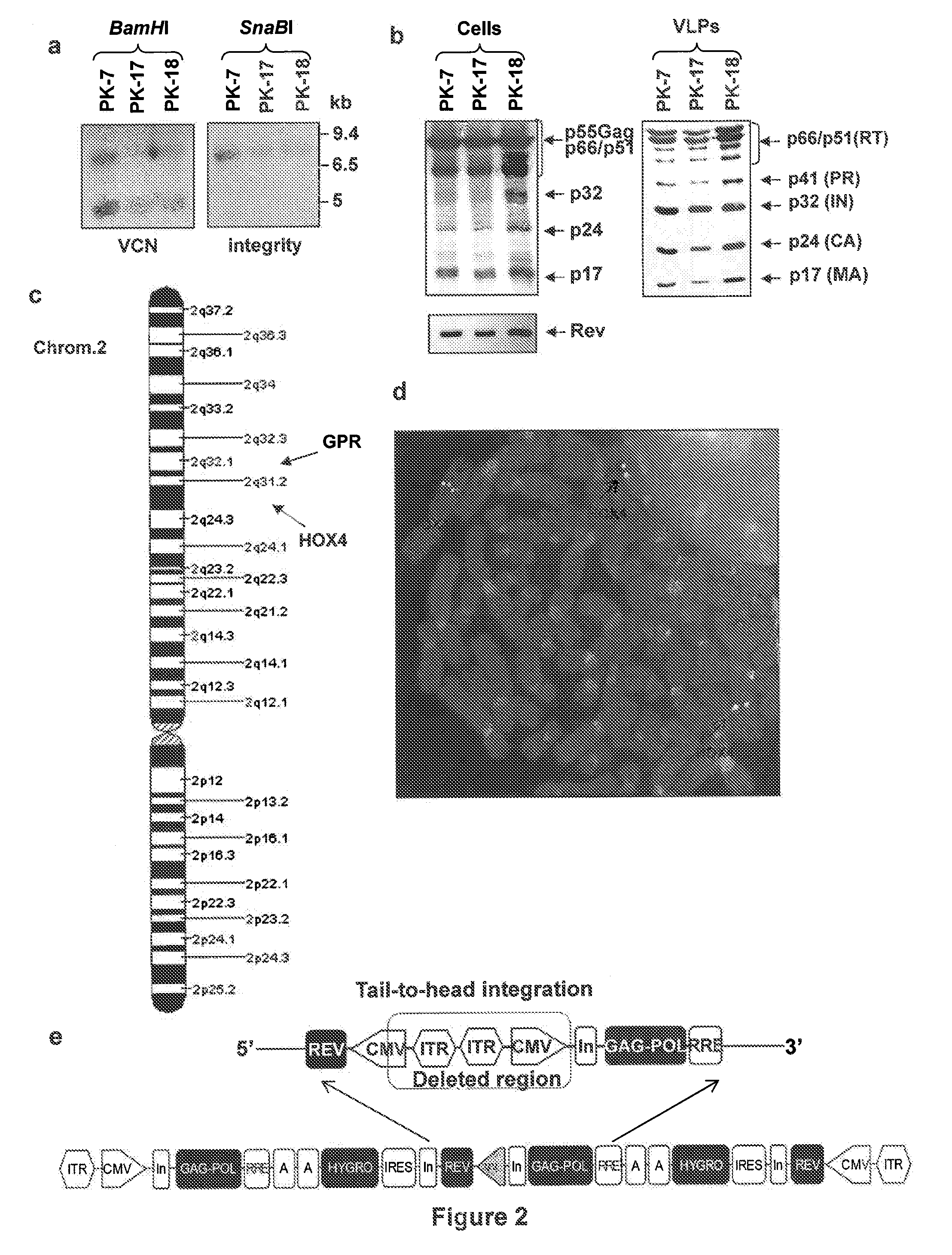 Semi-stable production of lentiviral vectors