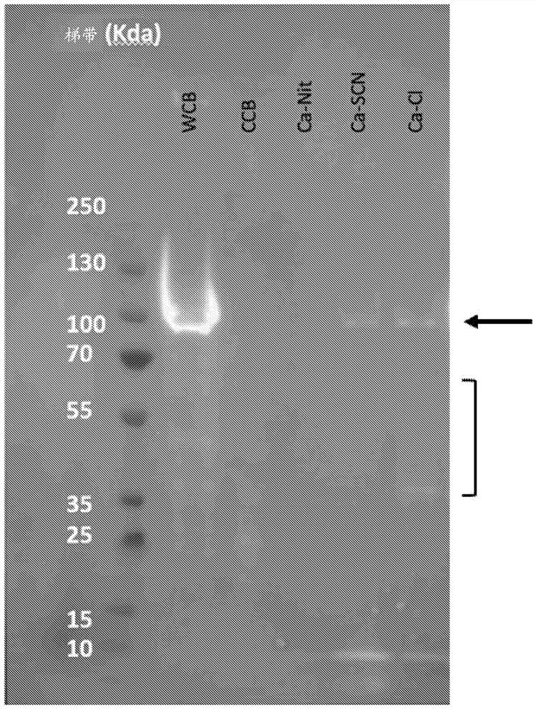 Method for improving extraction of spider silk proteins