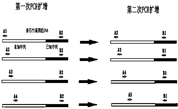 Method for cloning unknown flanking sequences of PS1 gene 5' of dianthus caryophyllus