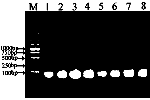 Method for cloning unknown flanking sequences of PS1 gene 5' of dianthus caryophyllus