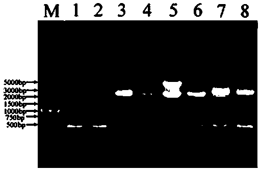 Method for cloning unknown flanking sequences of PS1 gene 5' of dianthus caryophyllus