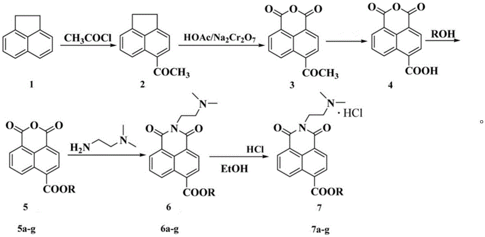 Naphthalimide derivative using ester group for modifying amonafide naphthalene ring and preparation method and application of naphthalimide derivative