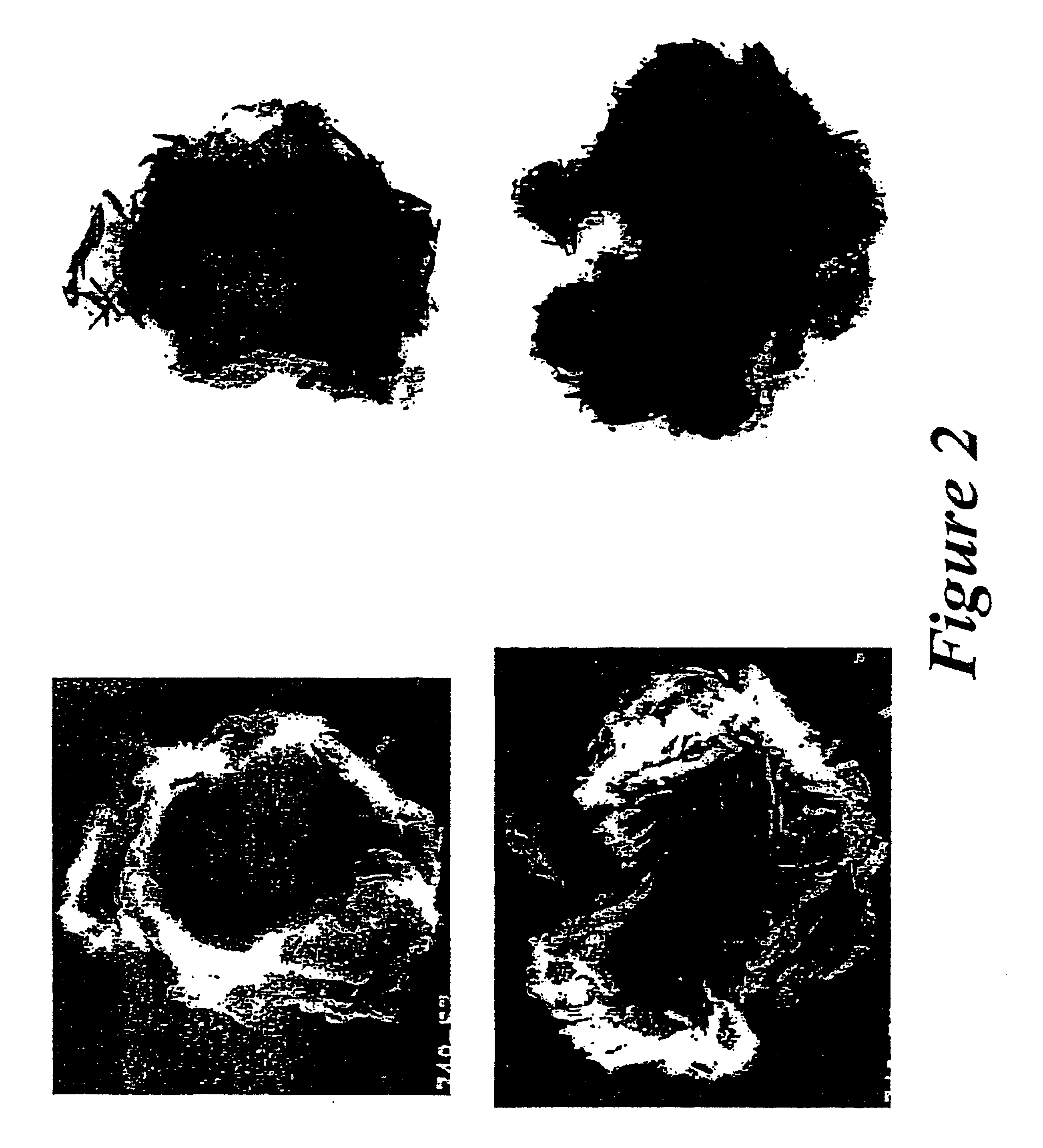 Hydrotalcites, syntheses, and uses