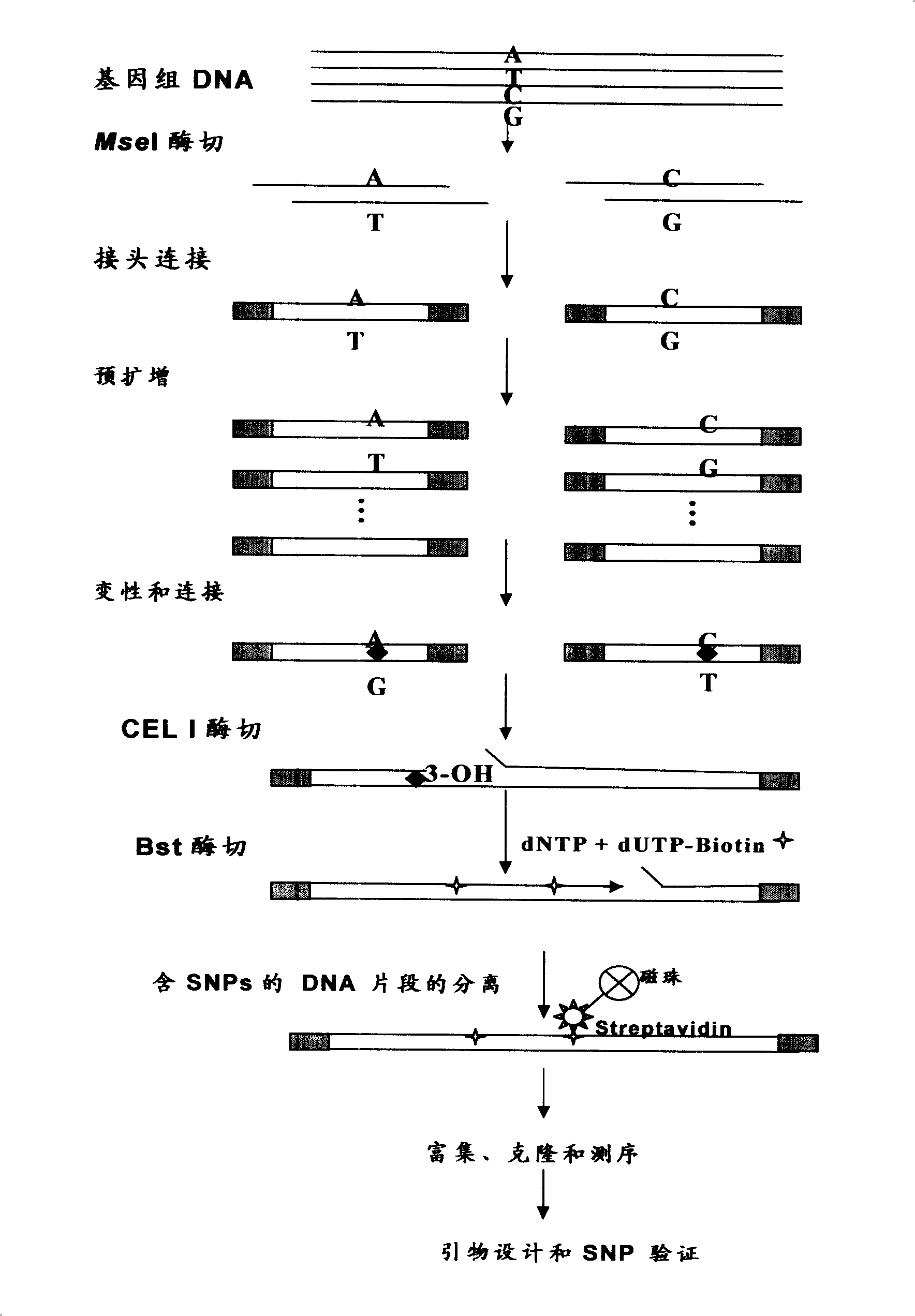 Aquatic product animal SNP mark screening method