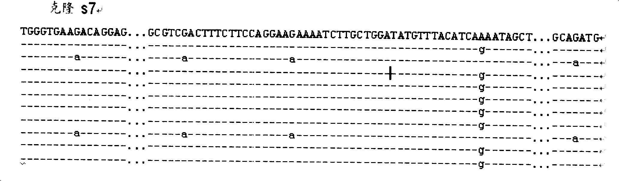 Aquatic product animal SNP mark screening method