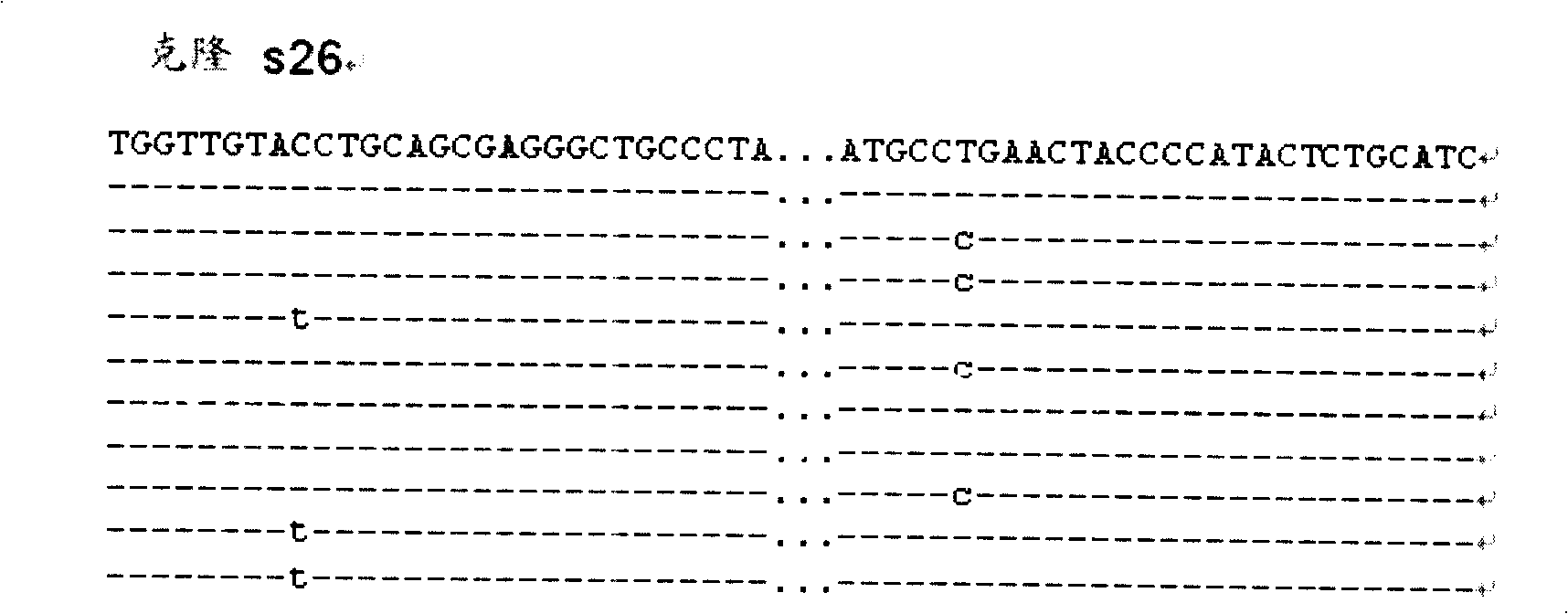 Aquatic product animal SNP mark screening method