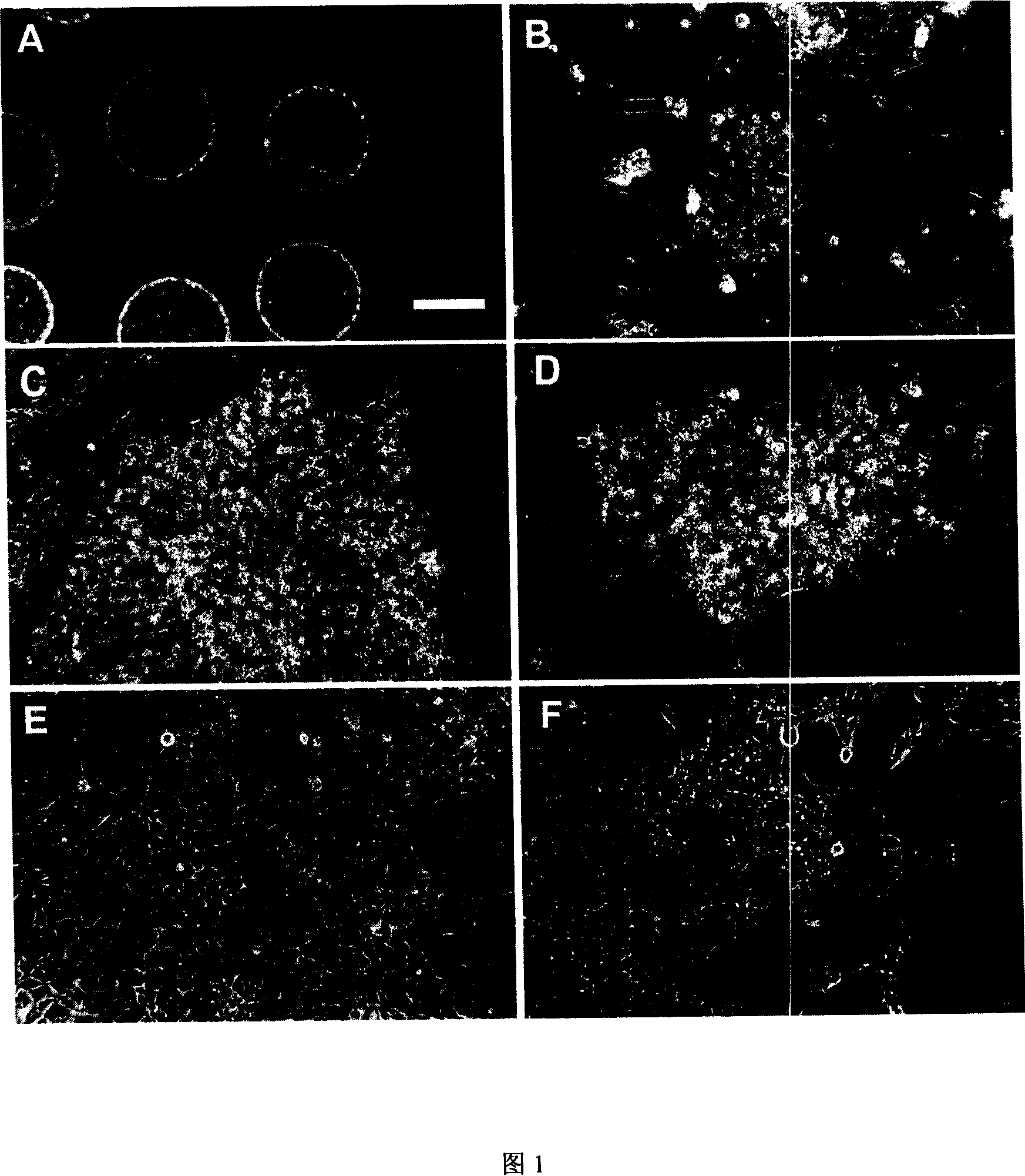 Embryonic stem cells of rabbit and constructing method thereof