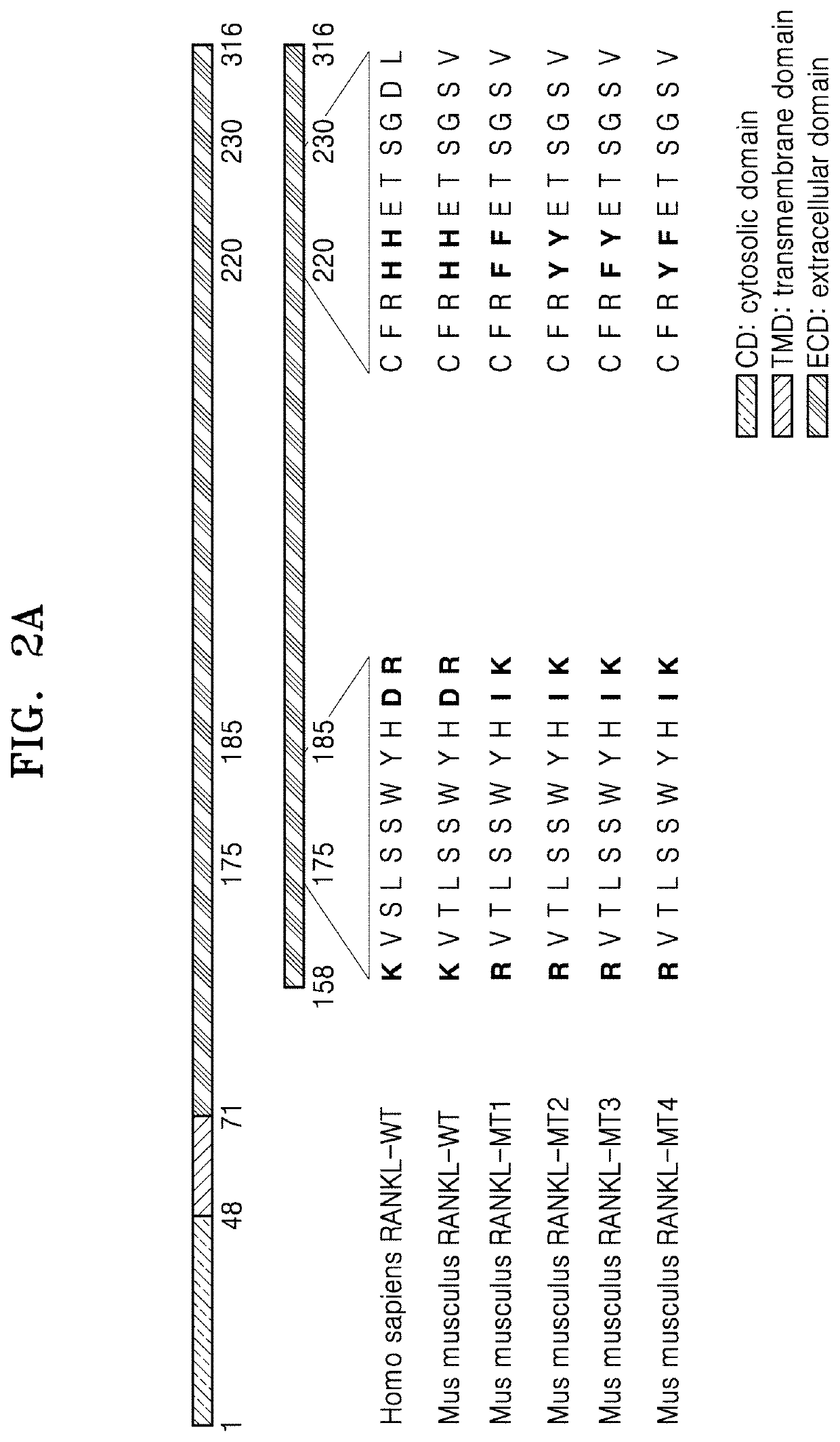 Mutant of rankl and pharmaceutical composition comprising same for preventing or treating osteoporosis