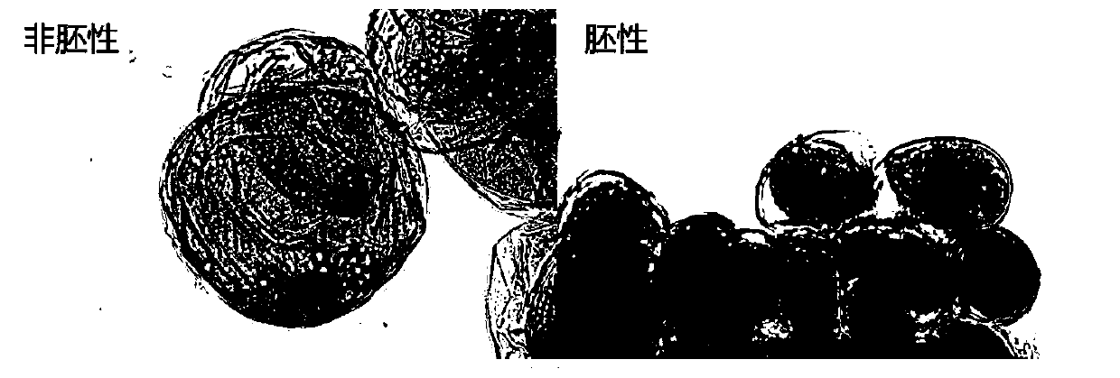 Method for improving African agapanthus embryogenic cell subculture effects