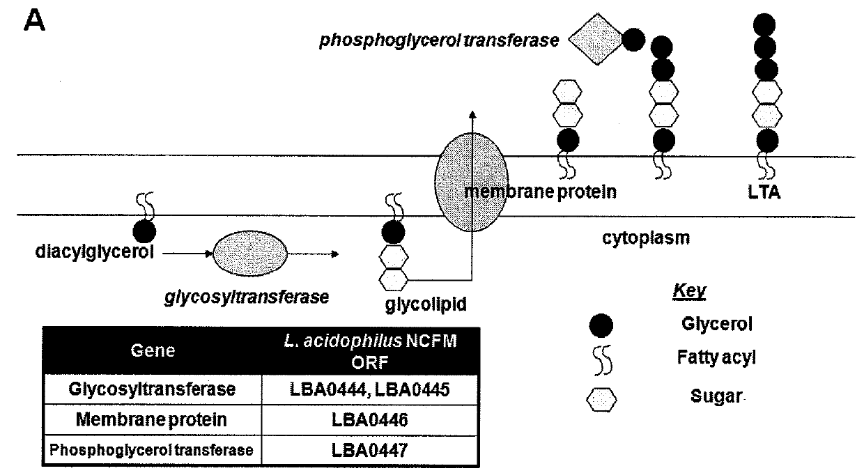 Recombinant Lactobacillus with decreased lipoteichoic acid to reduce inflammatory responses