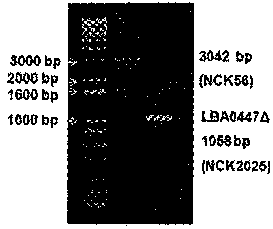 Recombinant Lactobacillus with decreased lipoteichoic acid to reduce inflammatory responses