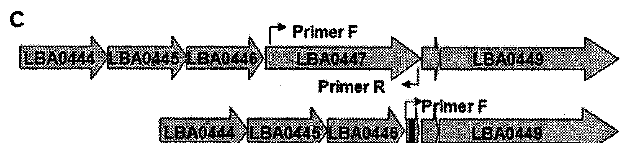 Recombinant Lactobacillus with decreased lipoteichoic acid to reduce inflammatory responses