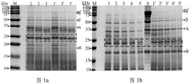 Method for detecting conglycinin sensitization peptide fragment and eliminating conglycinin sensitization