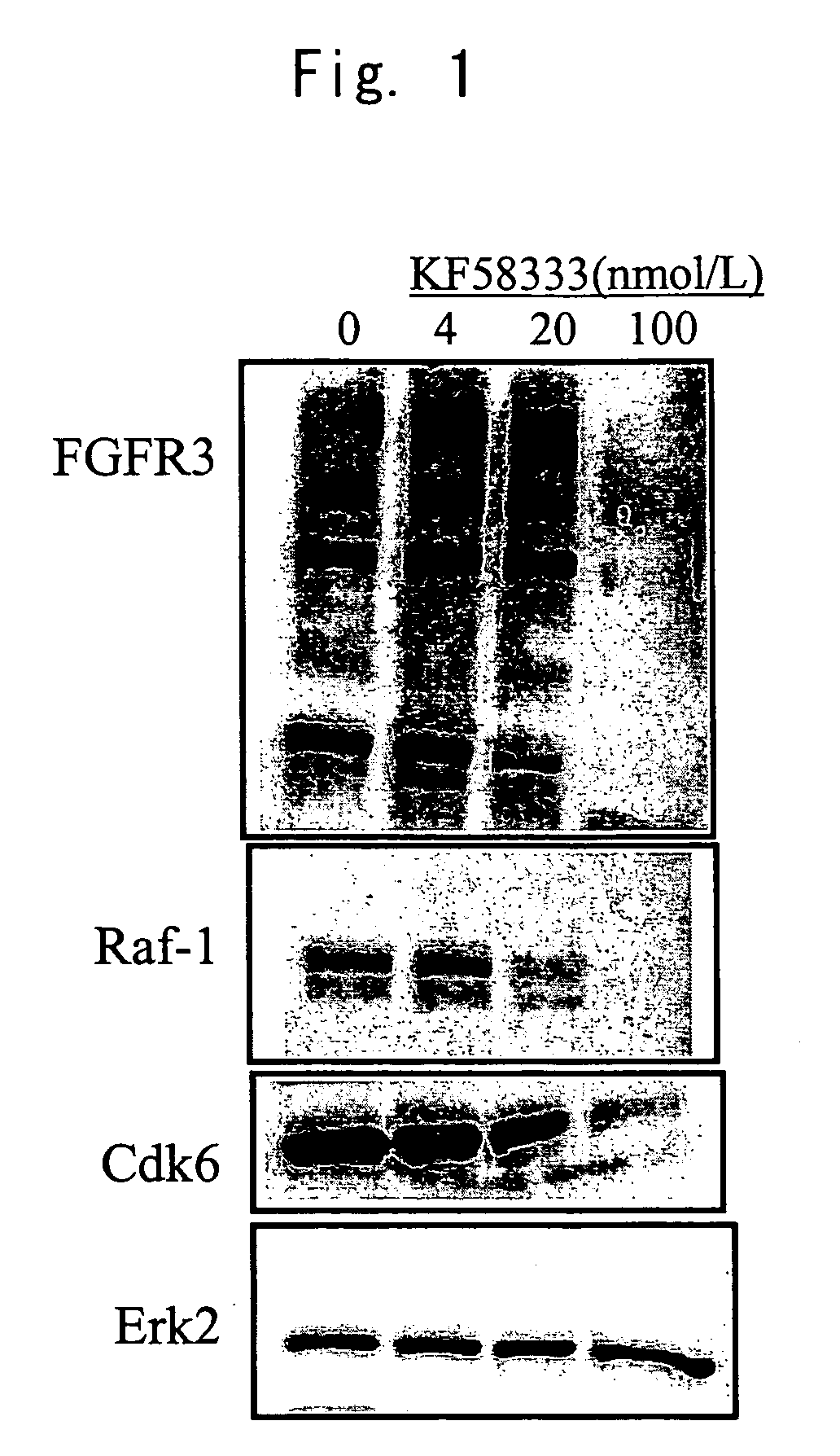 Remedy for diseases associated with immunoglobulin gene translocation