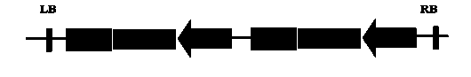 Method for increasing absorption rate of rice to phosphorus