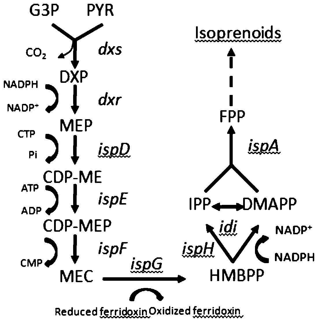 Construction method and application of a recombinant bacterium producing lycopene