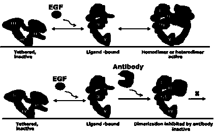 Single-chain antibody of target EGFR dimerized interface and application of antibody