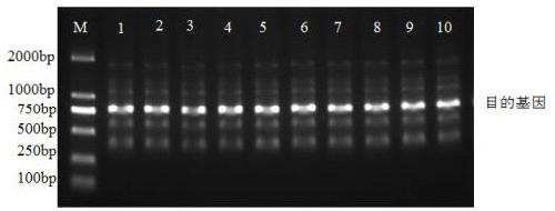 Single-chain antibody of target EGFR dimerized interface and application of antibody