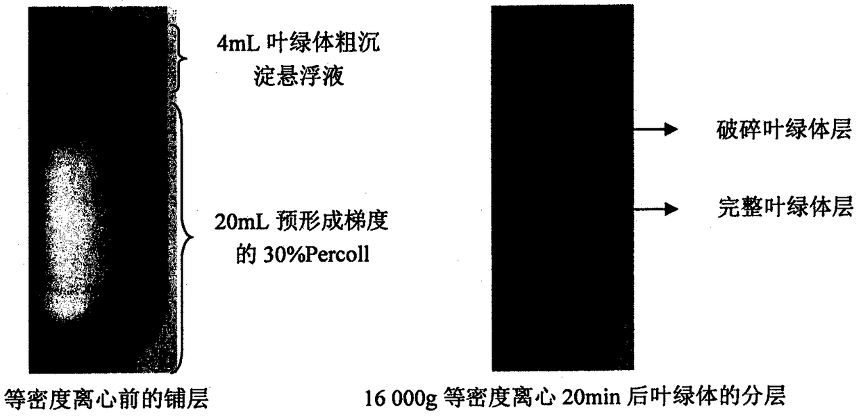 Preparation method of intact chloroplasts of Salix matsudana leaves