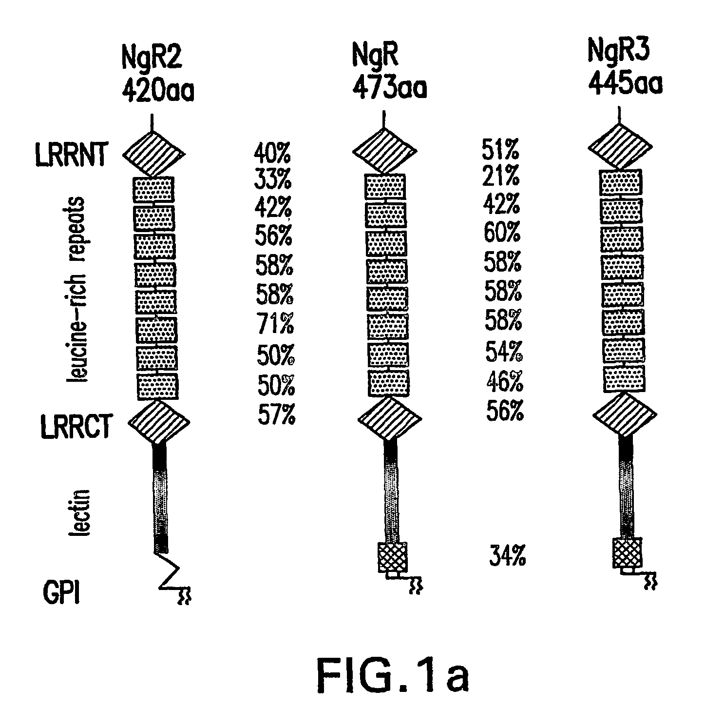 Identification of novel nogo-receptors and methods related thereto