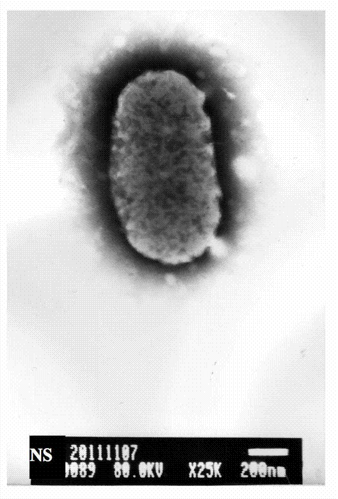 A Bordetella petrii NS and applications of an immobilized enzyme thereof in the soil