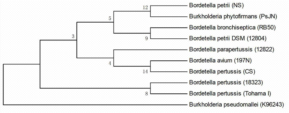 A Bordetella petrii NS and applications of an immobilized enzyme thereof in the soil