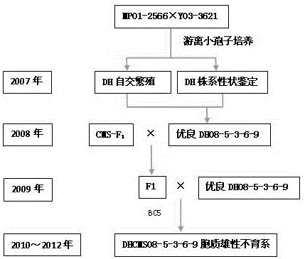 Method for breeding novel variety of Brassica oleracea by using two DH (dihaploid) lines