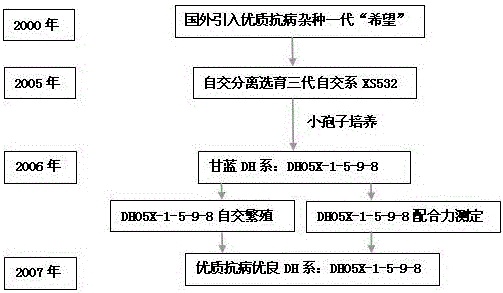 Method for breeding novel variety of Brassica oleracea by using two DH (dihaploid) lines