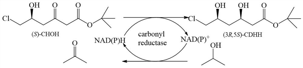 Carbonyl reductase mutant and application thereof in preparation of rosuvastatin chiral intermediate