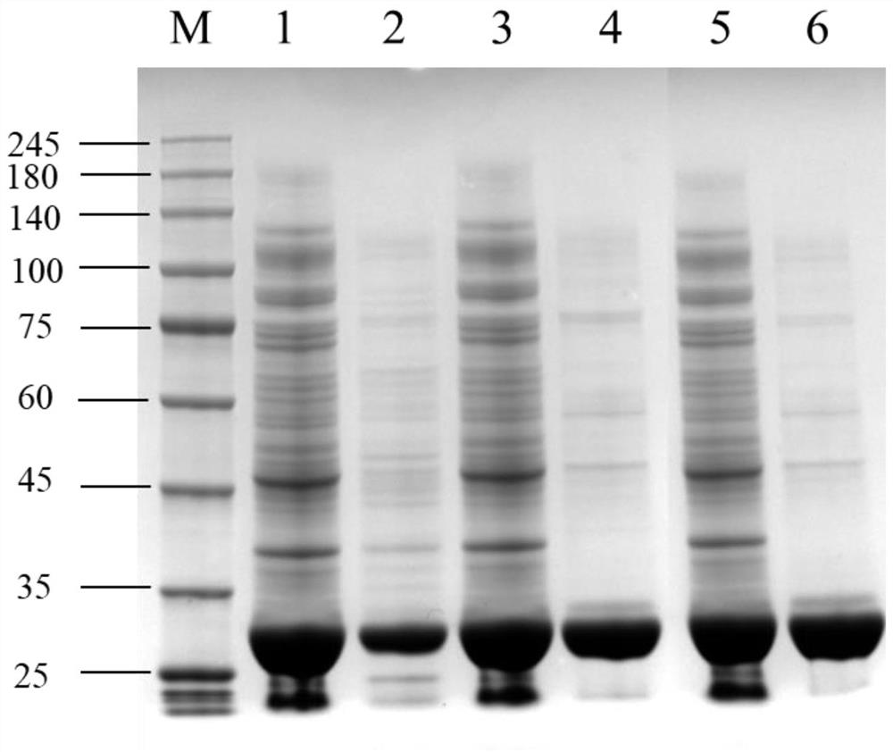 Carbonyl reductase mutant and application thereof in preparation of rosuvastatin chiral intermediate