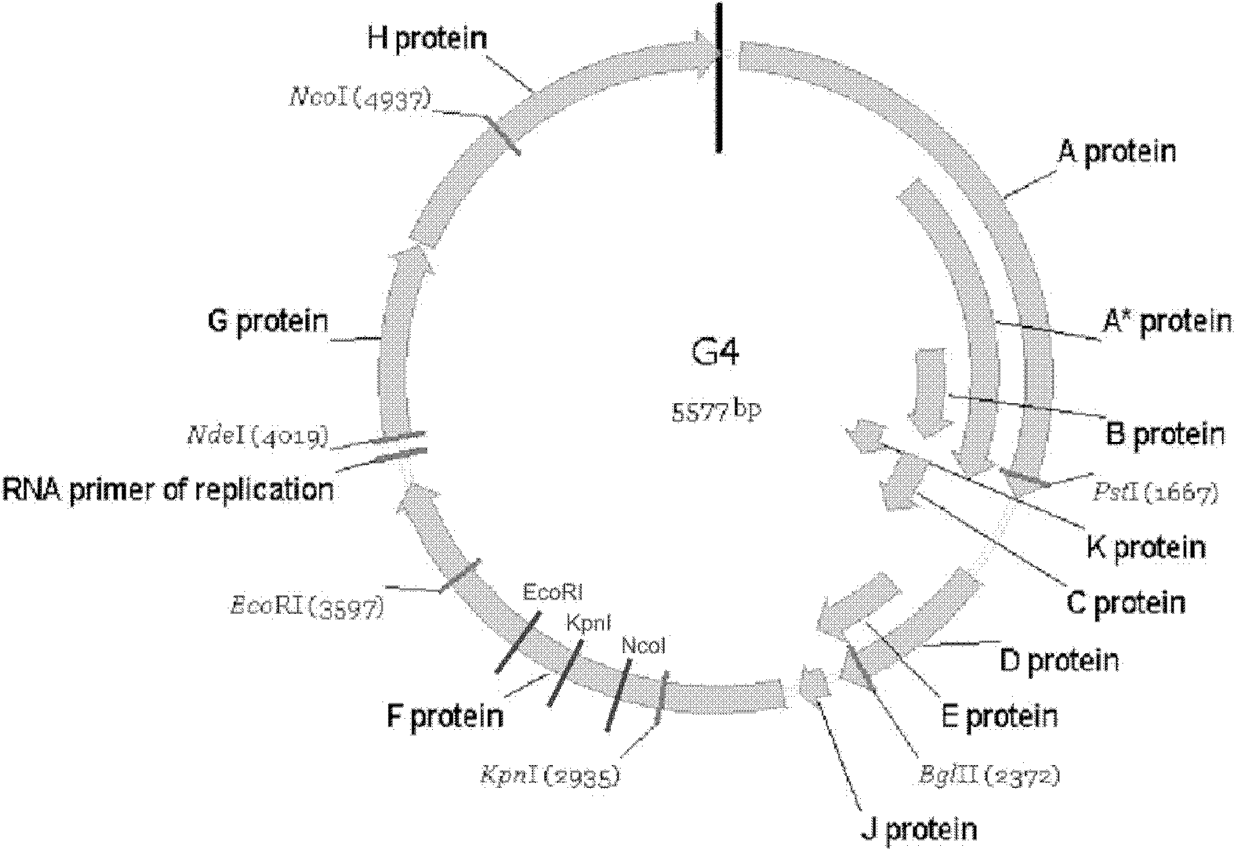 Artificially-synthesized G4 phage and applications thereof