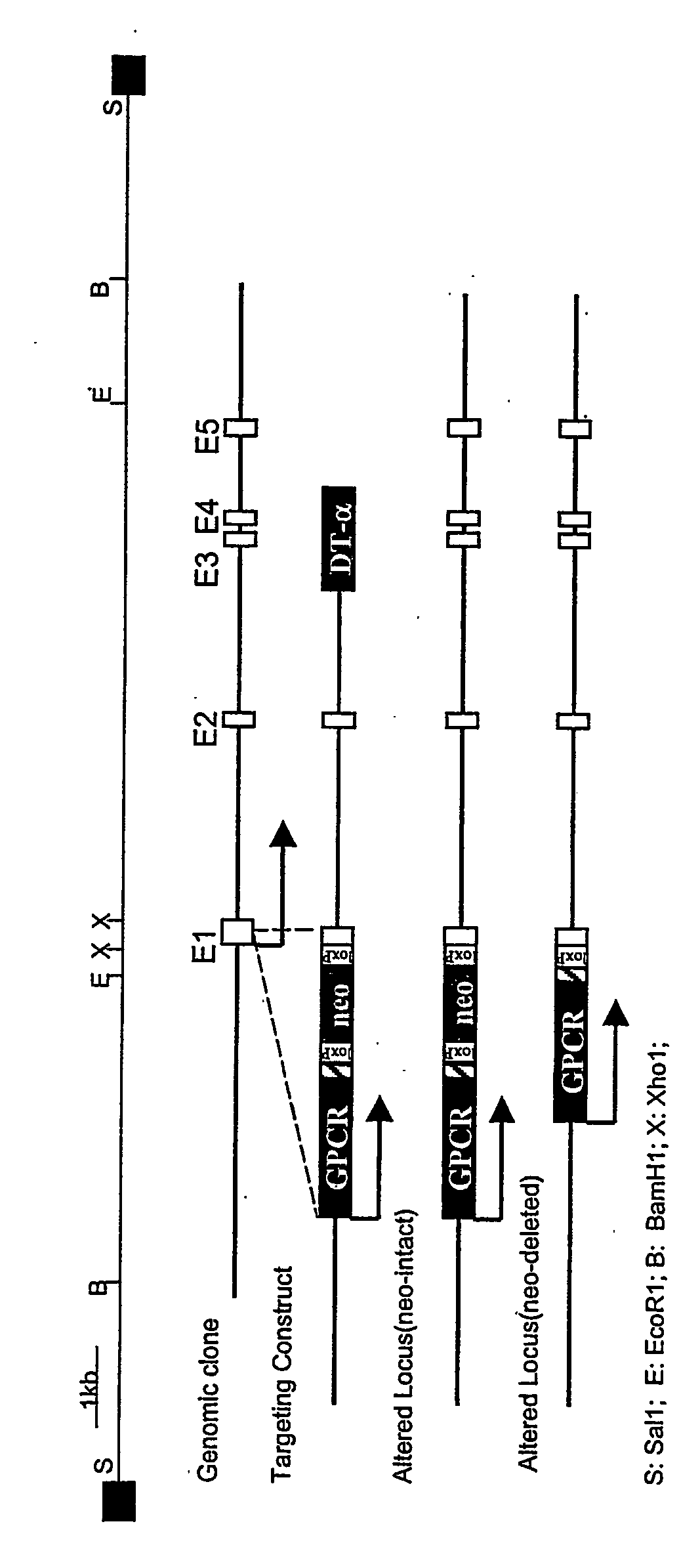 Expression of polypeptides in rod outer segment membranes