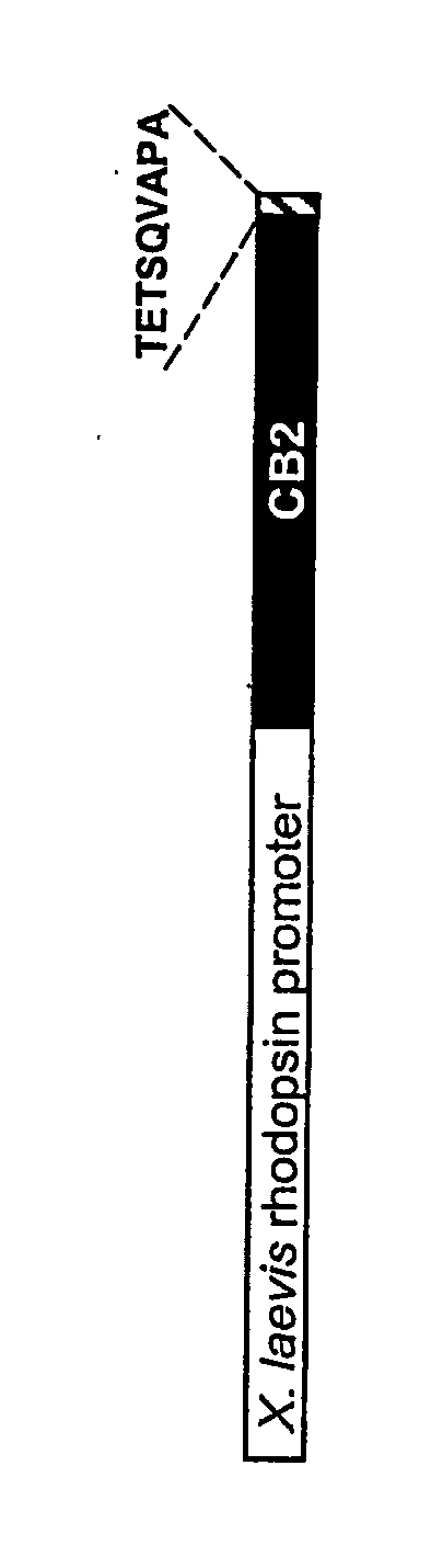 Expression of polypeptides in rod outer segment membranes