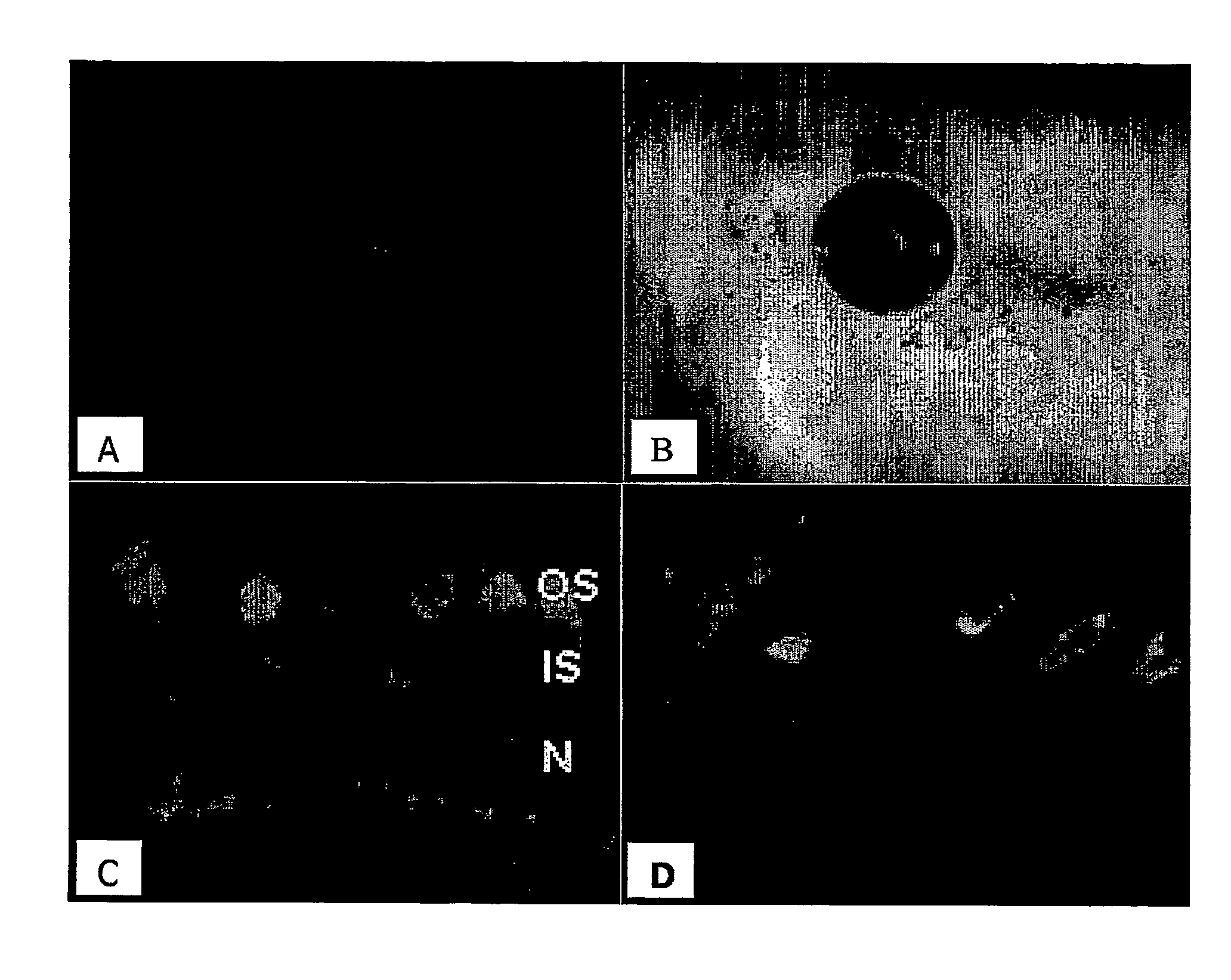 Expression of polypeptides in rod outer segment membranes